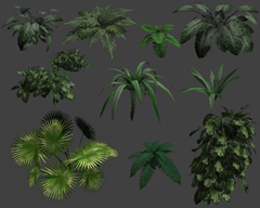 blackrockplants
